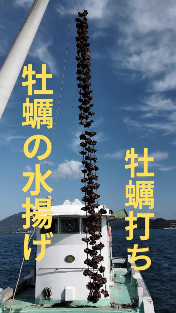 牡蠣の水揚げは壮観で高さ９mにも連なる