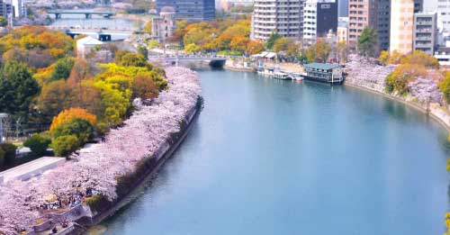 桜景色　かき船かなわ